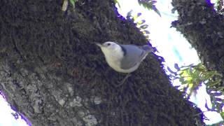 Whitebreasted Nuthatch male call [upl. by Hinman]