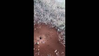 New bug discovered Free Camping bug prescott naturelovers ants viralvideo travelingfamily [upl. by Eyla]