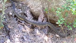 Arizona Black Rattlesnake [upl. by Mariya]