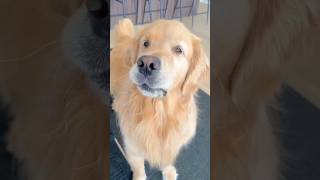 Golden Retriever’s Reaction to Strange Object is Unbelievable [upl. by Silevi]