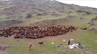 DAĞDA İLK GECEMİZDE KURT SALDIRDI [upl. by Asfah853]