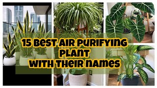 15 Best Air purifying plants with name Best indoor plant for clean air in your homegardenhomediy [upl. by Eecyal]