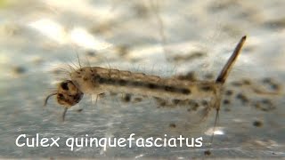 Culex pipiens quinquefasciatus larva [upl. by Eimma]