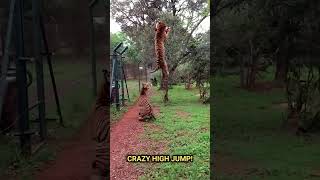 Tiger jumps to catch meat in slowmotion slowmotion animals tigers rescue tiger cat wildlife [upl. by Eelir]