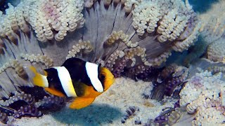 OBLU NATURE HELENGELI  One of the best diving snorkelling locations in Maldives [upl. by Minabe]