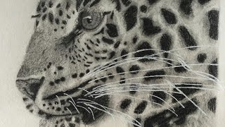 leopard Drawing [upl. by Aubine]