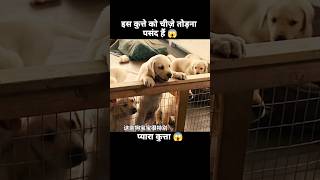 इस डॉग को चीज़ें तोड़ने का बहुत शौक हैं 😱  short anime cartoon dog [upl. by Eizdnil267]