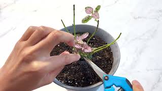 Pink Polka Dot Plant Hypoestes Pruning Aggressively  Part 2 [upl. by Earej]