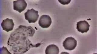 Crawling Neutrophil Chasing a Bacterium [upl. by Nolat]