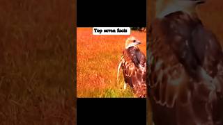 A true and bloodthirsty fight between an eagle and a rooster birds eagleattack shorts ytshorts [upl. by Agnew]