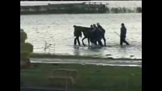 Rescue of 200 horses by 7 women in 2006  Netherland [upl. by Sigvard]