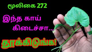 அதலக்காய்அதளைAthalaiஅதலைக்காய்Athala kaaiMomordica Cymbalariaஅலசல்Alasal [upl. by Nitz]