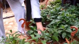 Dr G J Minas presents Gynura Procumbens [upl. by Namolos]