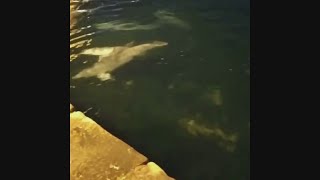 Dolphins enjoy a swim on the boatfree Bosphorus in Istanbul [upl. by Gemina]