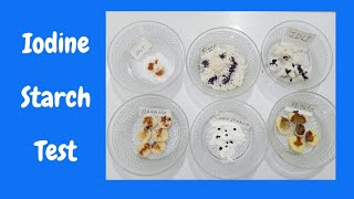 Use iodine to test a leaf for starch  Plant Physiology  Biology [upl. by Tomas]