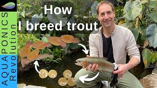 How I BREED TROUT in my Backyard Aquaponics Producing thousands of fingerlings [upl. by Leola]