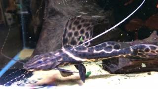 Sailfin Marbled Catfish  Leiarius pictus [upl. by Berty]