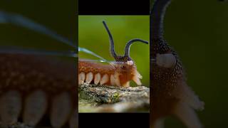 Velvet worms use a unique hunting tactic 🪱 shorts wildlife worms hunting animals [upl. by Brien]