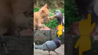 Catpigeonfrendshipviralshotfedreleesvideo2024😮👀🕊️🥰🖤 [upl. by Drageruaeb576]