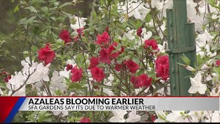 Azaleas are blooming early in Nacogdoches find out why [upl. by Lleumas844]