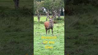 Red deer stag rutting roar reddeer scotland deershorts [upl. by Nnednarb]