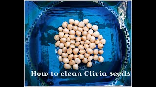 How to clean Clivia seeds [upl. by Adnohsed65]