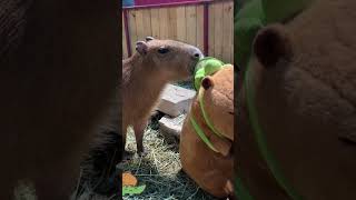 Capybara asks why do you all wear a turtle backpack [upl. by Haleeuqa170]