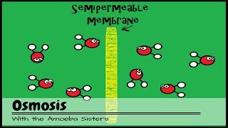 OLD VIDEO Osmosis [upl. by Erika]