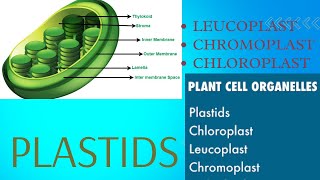 Plastids types Leucoplast Chromoplast and Chloroplast easy way to understand [upl. by Jolda391]