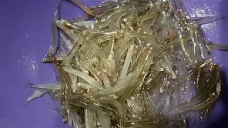 How to cook Whitebait Cooking fish [upl. by Cutter]