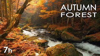 Autumn Forest  River Sounds  Relaxing Nature Video  White Water  HD  1080p [upl. by Klapp]