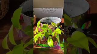 New growth propagation plants beautiful soillove soilpot garden soiltypes farming proplayer [upl. by Poirer328]