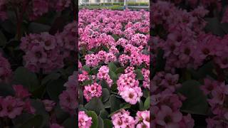 Bergenia ‘Miss Piggy’ is blooming in our greenhouse right now🩷 gardening plants flowers [upl. by Leynad]