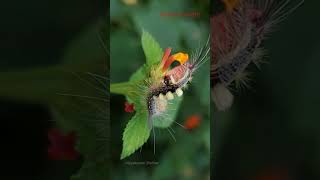 Tussok moth caterpillar Orgyia leucostigma insects science [upl. by Plafker989]