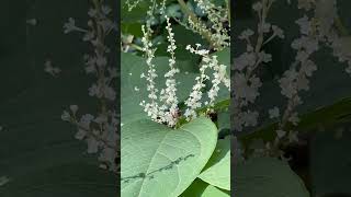 Bees on the Knotweed beekeeping animalhusbandry farming honey forage [upl. by Damek]