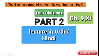 GymnospermsCycads division CycadophytaGnetae  GnetophytaGinkgo divisionGinkgophytaConifers [upl. by Hook]