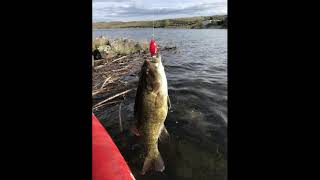 Smallmouth Bass Fishing Potholes Reservoir Wa [upl. by Eenram]