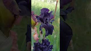 True black iris garden iris [upl. by Jeramie]