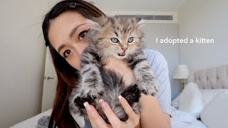 I adopted a kitten 🐱 first 24hrs at home [upl. by Mauralia]