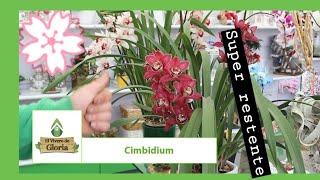 🌸 Cuidados y Consejos del cymbidium 💐 LA MÁS RESISTENTE FABULOSAS [upl. by Survance]