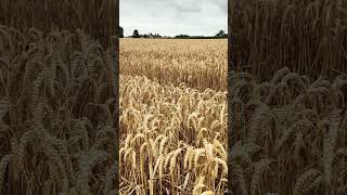 wheat wheatfield shropshire [upl. by Ahsienroc636]