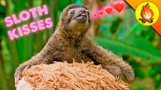 WORLD FAMOUS SLOTH…gives tiny kisses [upl. by Nnodnarb659]