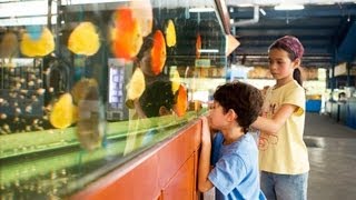 Cost of Maintaining a Fish Tank  Aquarium Care [upl. by Jeconiah227]