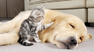 What Does A Kitten Do When It Finds A Sleeping Golden Retriever [upl. by Osbourn]