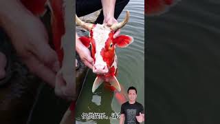 Amaxing cowfish in chainayoutubeshorts youtube [upl. by Asirem603]