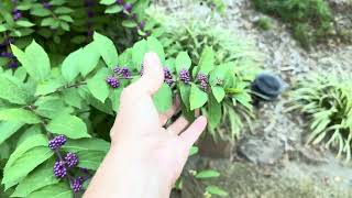 What Bush has Purple Berries BeautyBerry Bush a Great Plant with Beautiful Fall Purple Berries [upl. by Apgar823]