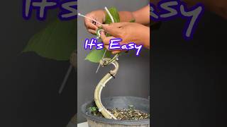 How to Make a Bonsai Tree Easily [upl. by Luann]