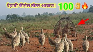 देहाती फीमेल तीतर आवाज। Dehati female teetar awaaz  female francolin calling  Teetar shikar [upl. by Alyahc]