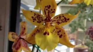 Orchid care Phalaenopsis alternative Odontocidium Tiger Crow Orchid [upl. by Mihar]