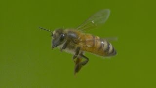 as featured on Gizmodo WOW Bees look amazing in slow motion [upl. by Cross67]